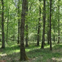 For&ecirc;t de Ch&ecirc;nes dans l'Allier