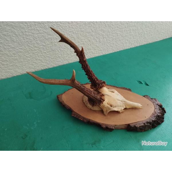 BEAU TROPHEE CHEVREUIL BROCARD BOIS 19CM
