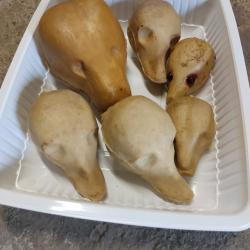 lot de 6 formes pour taxidermie