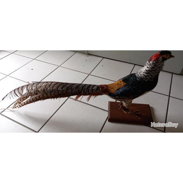 Faisan naturalis�
