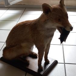Renard assis naturalis&eacute;