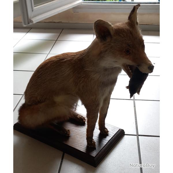 Renard assis naturalis�