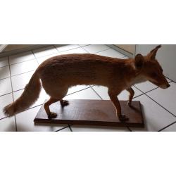 Renard naturalis&eacute;