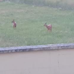 Chasse chevreuil &agrave; l' approche
