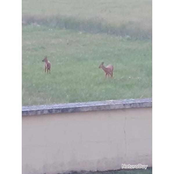 Chasse chevreuil � l' approche