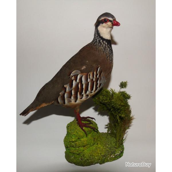 Perdrix rouge naturalis�e