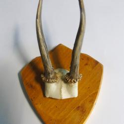 Troph&eacute;e de bois de chevreuil