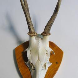 Troph&eacute;e massacre de chevreuil