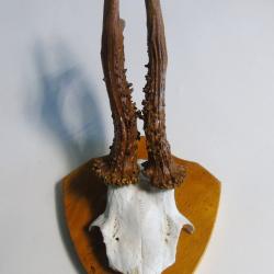Troph&eacute;e parie du crane et bois de chevreuil