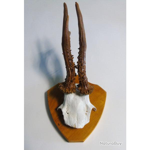 Troph�e parie du crane et bois de chevreuil