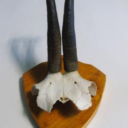 Troph&eacute;e  cornes de chamois