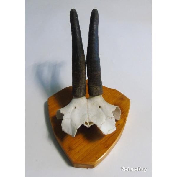 Troph�e  cornes de chamois