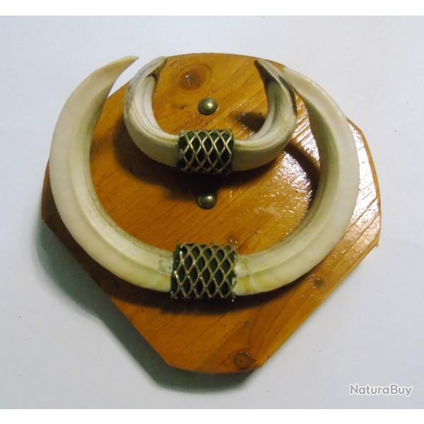 Troph�e moyen de dents de sanglier sur blason