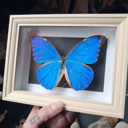 Papillon Morpho didius  sous cadre vitrine #7
