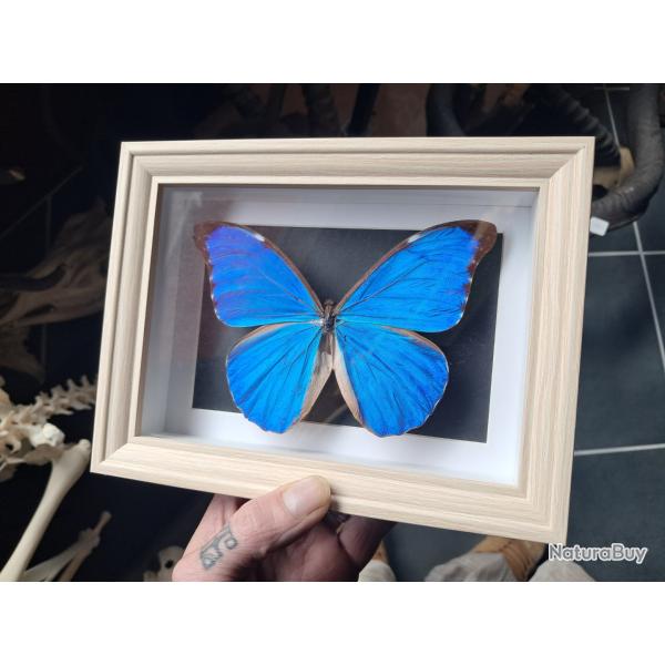 Papillon Morpho didius  sous cadre vitrine #7
