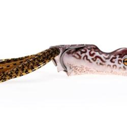Leurre Souple Scum Frog Trophy Series 14g 14g 10cm toadly cool