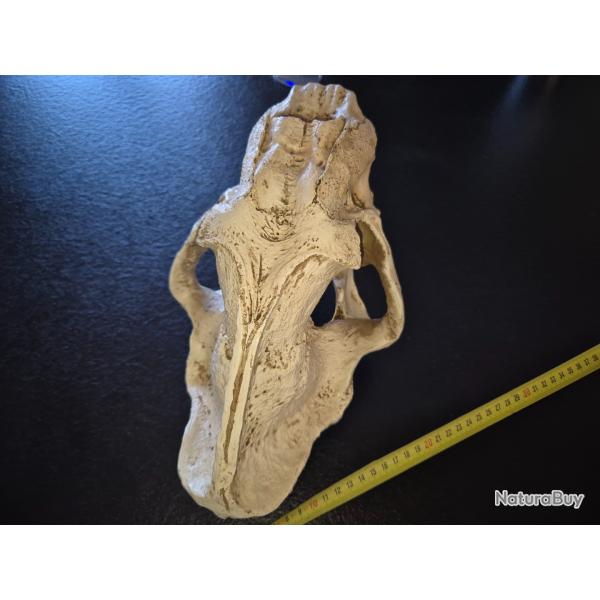 Replique crane en resine, ours des cavernes ou tigre a dents de sabre