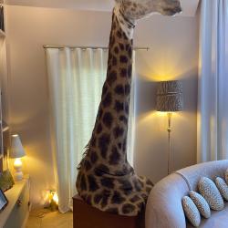 Vends Girafe taxidermie