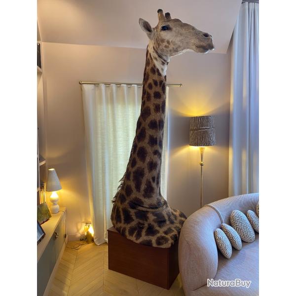 Vends Girafe taxidermie