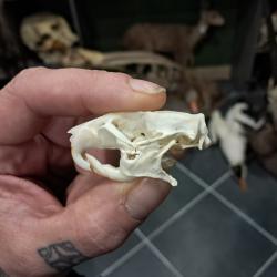 Cr&acirc;ne de rat brun avec cancer ; Rattus norvegicus #1004(2)