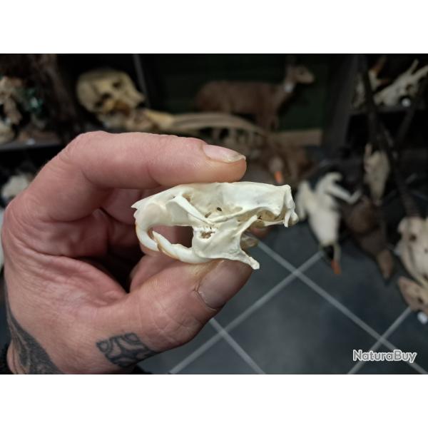 Cr�ne de rat brun avec cancer ; Rattus norvegicus #1004(2)