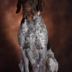 Chiots drahthaar lof