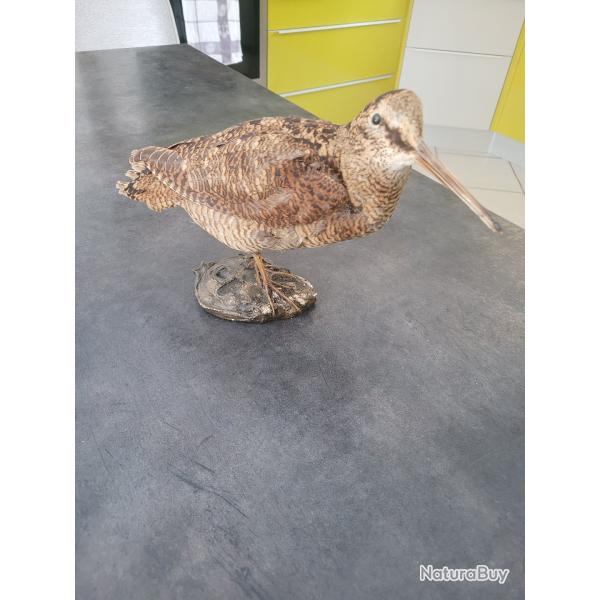 B�casse Naturalis�e
