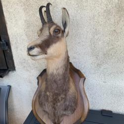 Troph&eacute;e chamois Savoie