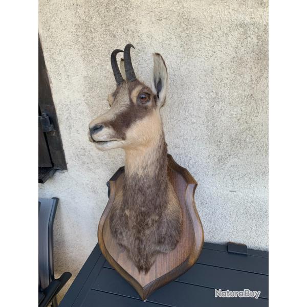 Troph�e chamois Savoie