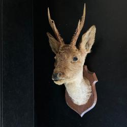 Troph&eacute;e De Chasse T&ecirc;te De Chevreuil Brocard