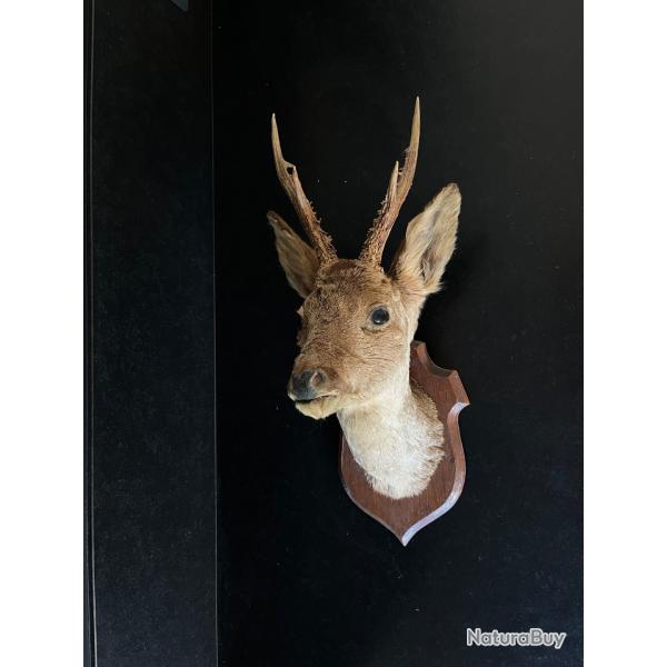 Troph�e De Chasse T�te De Chevreuil Brocard