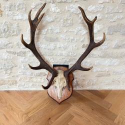 Troph&eacute;e De Chasse Massacre De Cerf Bois 11 Cors