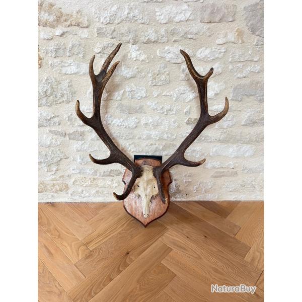 Troph�e De Chasse Massacre De Cerf Bois 11 Cors