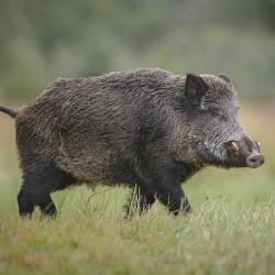 Weekend de chasse gros gibier dans les Corbi&egrave;res