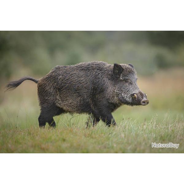 Weekend de chasse gros gibier dans les Corbi�res