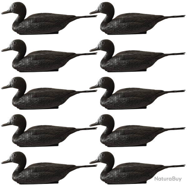 Formes de canard pilet mouss�s noirs - CHASSE EN CAMARGUE