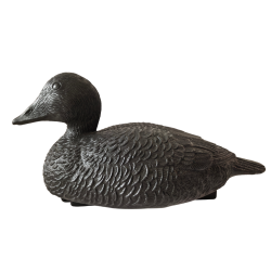 Forme d'eider noire