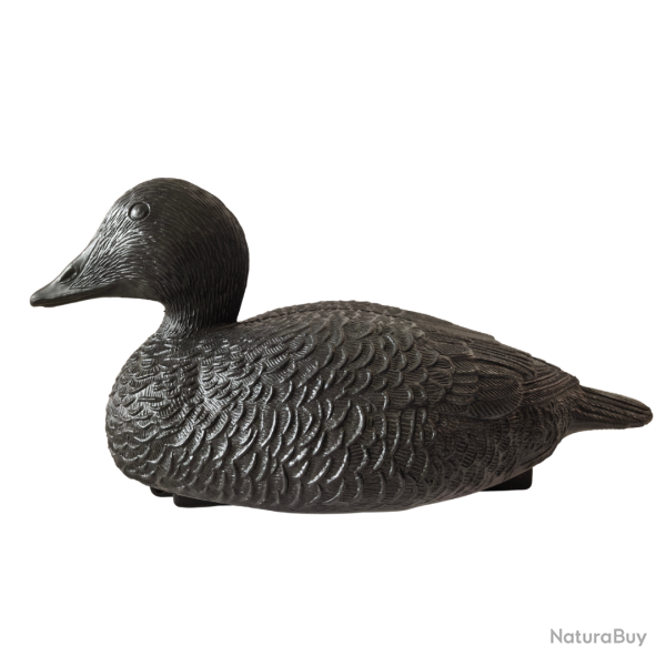 Forme d'eider noire