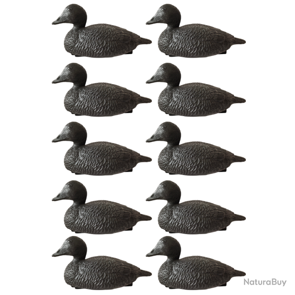 Forme d'eider noire mouss�e x10