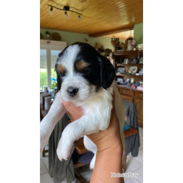 Chiots �pagneul breton