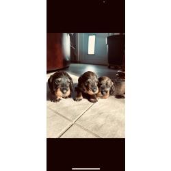 Chiot teckel poil dur standard