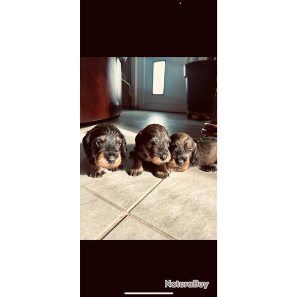 Chiot teckel poil dur standard