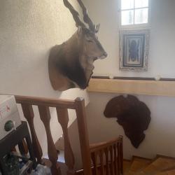 &Eacute;lan de Derby en cape