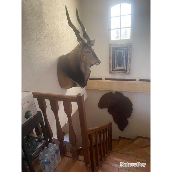 �lan de Derby en cape
