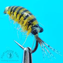 Alfarras / crevette / gammarus - nymphe de la mouche