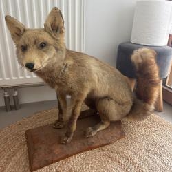 Renard empaill&eacute; / taxidermie ancienne