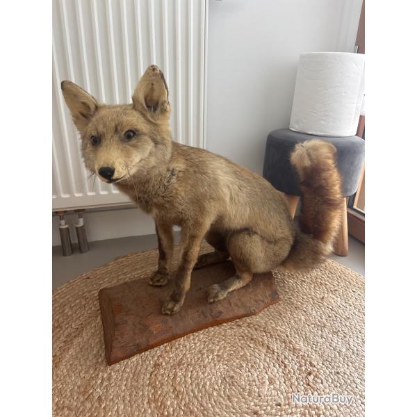 Renard empaill� / taxidermie ancienne