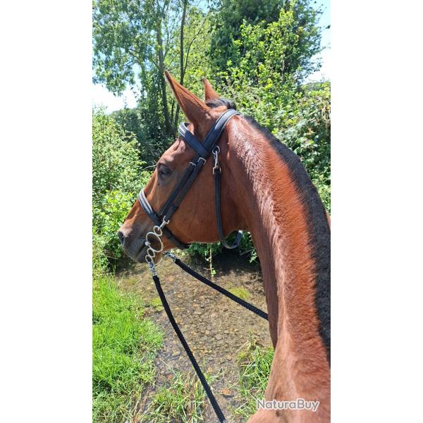 Filet / Bridon strass avec r�ne �thologique/Tapis  Taille Cheval
