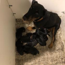 A r&eacute;server chiots Jagd terrier L'OF champion travail