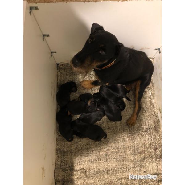 A r�server chiots Jagd terrier L'OF champion travail